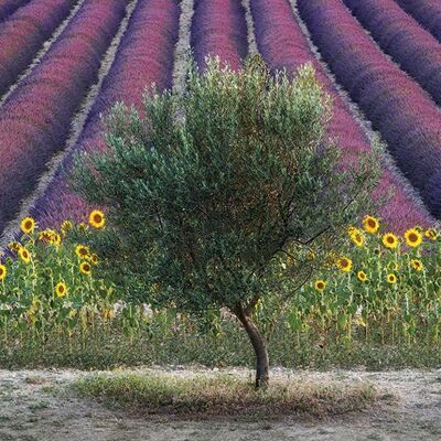 David Clapp (Olive Tree in Provence, France) , 60 x 80cm , WDC99527