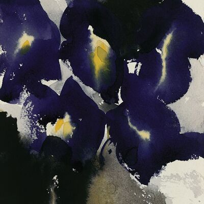 David Ross (Iris Laevigata) , 40 x 40cm , WDC95547