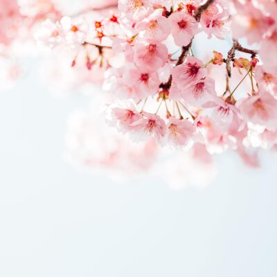 Cherry Blossom - Fragrance Oil - 50ml