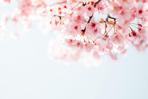 Cherry Blossom - Fragrance Oil - 250ml