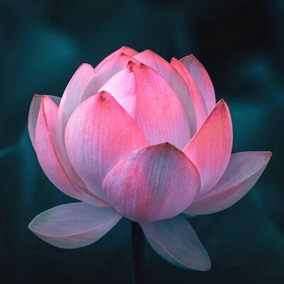 Lotus Blush -  Fragrance Oil - 150ml