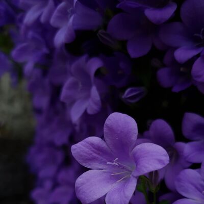 Night Violet  - Fragrance Oil - 150ml