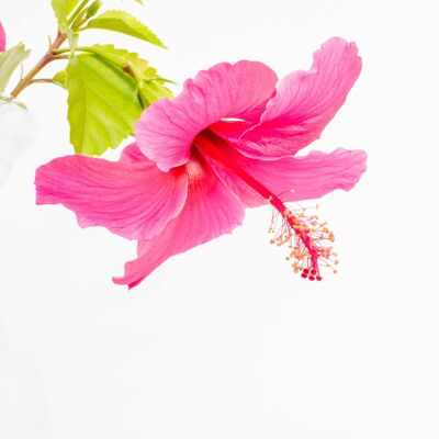 Coconut Milk and Jasmine Hibiscus Flowers - Fragrance Oil - 150ml