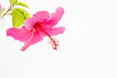 Coconut Milk and Jasmine Hibiscus Flowers - Fragrance Oil - 50ml