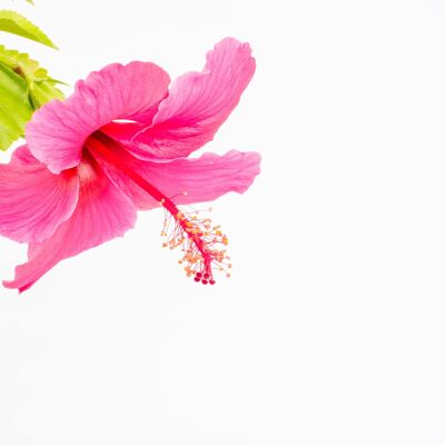 Coconut Milk and Jasmine Hibiscus Flowers - Fragrance Oil - 50ml