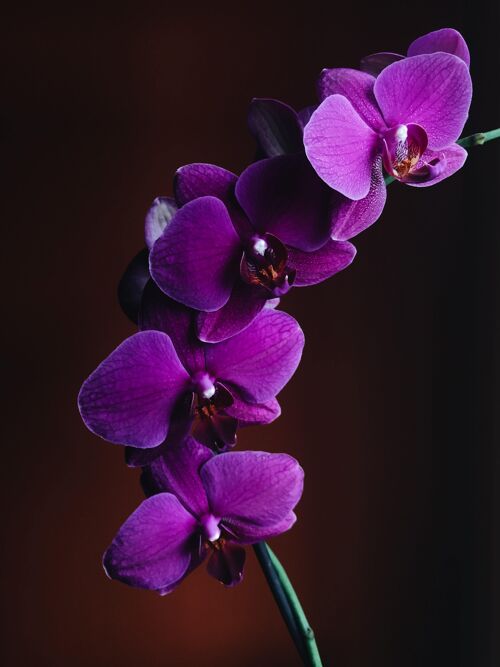 Black Orchid  - Fragrance Oil - 250ml