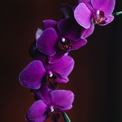 Black Orchid  - Fragrance Oil - 250ml