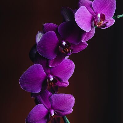 Black Orchid  - Fragrance Oil - 250ml