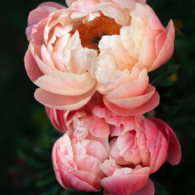 Peony Petals Fragrance Oil - 250ml