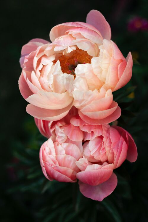 Peony Petals Fragrance Oil - 50ml