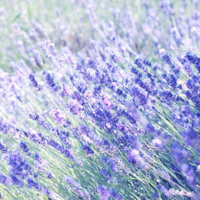 French Lavender Fragrance Oil - 150ml