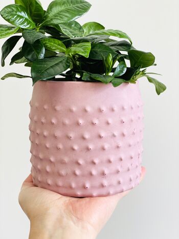 Cache-pot rose en jesmonite 1