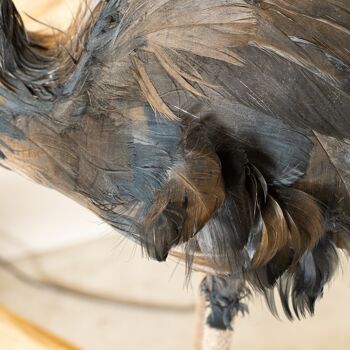 Flamant en plumes d'oie
 noires- grand modele
 38x26x120 cm flamingo 5
