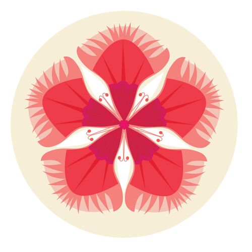 Dianthus coaster 97mm diameter