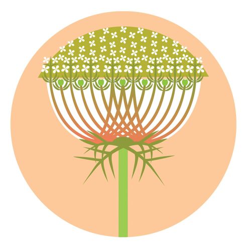 Wild Carrot coaster 97mm diameter