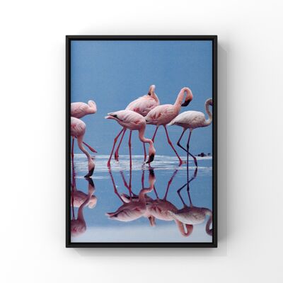 Flamingo tribe - A4