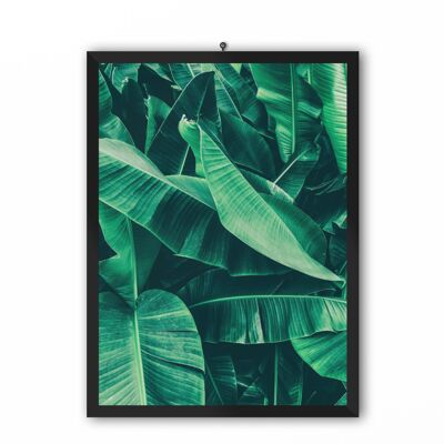 Plantain tree  Poster - A4