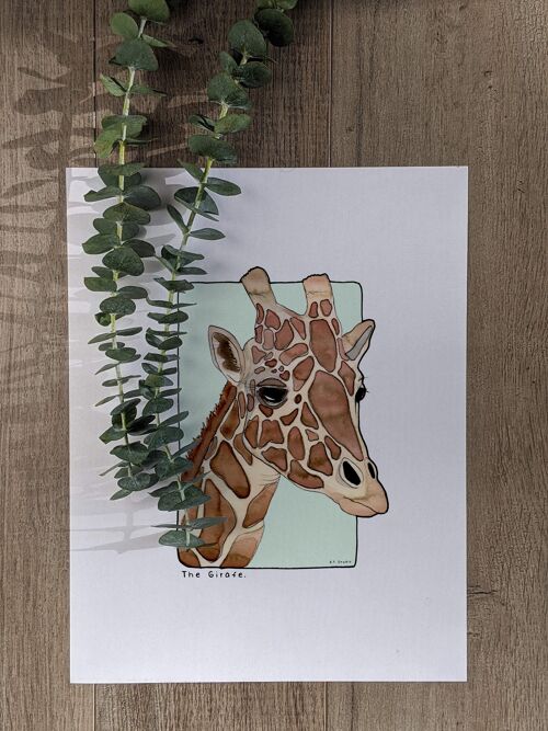 Carte postale & Affiche papier aquarelle - Girafe - Décoration murale - Illustration nature et animaux - Tirage d'art peinture