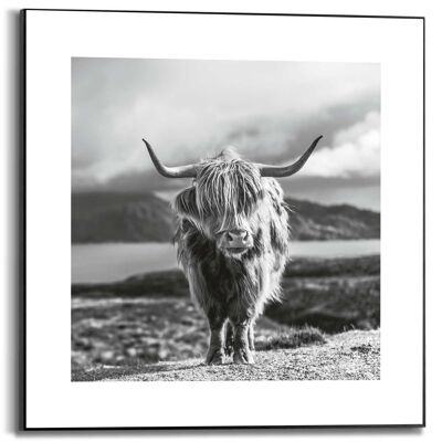 Slim Frame Highland Cow 50x50 cm