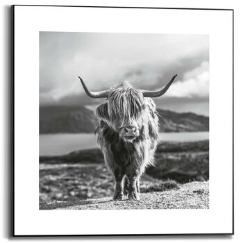 Cadre Slim Vache Highland 50x50 cm 1