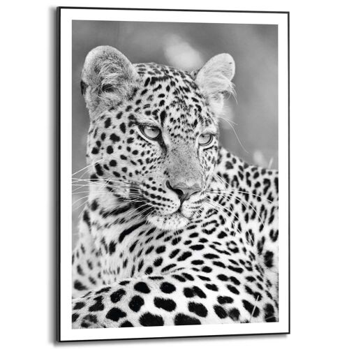 Slim Frame Panther Portrait 50x70 cm