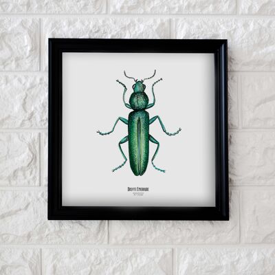 Illustrazione - Carta quadrata degli insetti - Coleottero - Poster entomologico - Gabinetto delle curiosità - Decorazione murale - Stampa d'arte