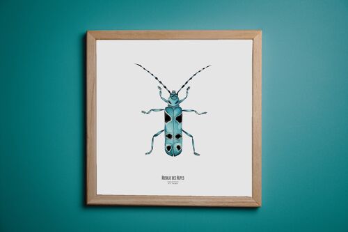 Illustration - Carte carrée insecte - Rosalie - Affiche entomologique - Cabinet de curiosité - Décoration murale - Tirage d'art