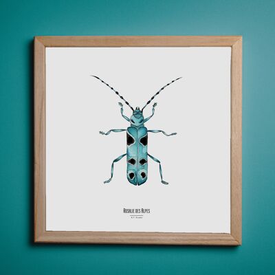 Illustrazione - Carta quadrata degli insetti - Rosalie - Poster entomologico - Gabinetto delle curiosità - Decorazione murale - Stampa d'arte