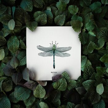 Illustration - Carte carrée insecte - Libellule - Affiche entomologique - Cabinet de curiosité - Décoration murale - Tirage d'art 3
