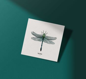 Illustration - Carte carrée insecte - Libellule - Affiche entomologique - Cabinet de curiosité - Décoration murale - Tirage d'art 2