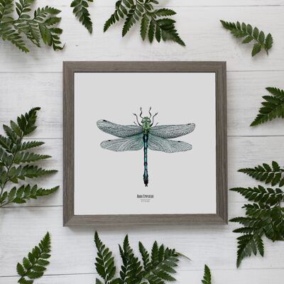 Illustration - Carte carrée insecte - Libellule - Affiche entomologique - Cabinet de curiosité - Décoration murale - Tirage d'art