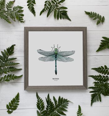 Illustration - Carte carrée insecte - Libellule - Affiche entomologique - Cabinet de curiosité - Décoration murale - Tirage d'art 1