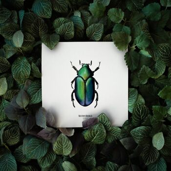 Illustration - Carte carrée insecte - Scarabée - Affiche entomologique - Cabinet de curiosité - Décoration murale - Tirage d'art 3