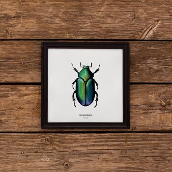 Illustration - Carte carrée insecte - Scarabée - Affiche entomologique - Cabinet de curiosité - Décoration murale - Tirage d'art 2