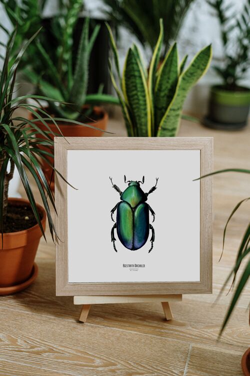 Illustration - Carte carrée insecte - Scarabée - Affiche entomologique - Cabinet de curiosité - Décoration murale - Tirage d'art