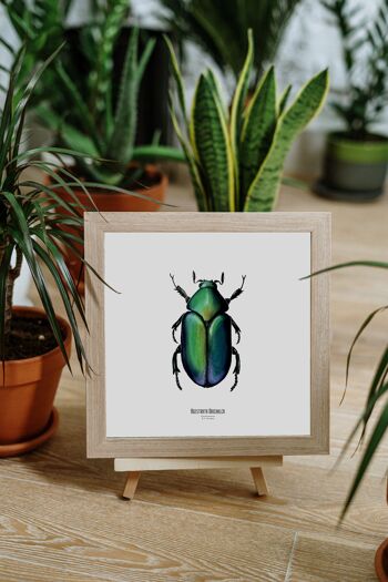 Illustration - Carte carrée insecte - Scarabée - Affiche entomologique - Cabinet de curiosité - Décoration murale - Tirage d'art 1