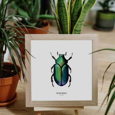 Illustration - Carte carrée insecte - Scarabée - Affiche entomologique - Cabinet de curiosité - Décoration murale - Tirage d'art