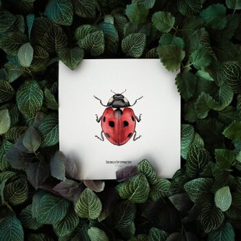 Illustration - Carte carrée insecte - Coccinelle - Affiche entomologique - Cabinet de curiosité - Décoration murale - Tirage d'art 2
