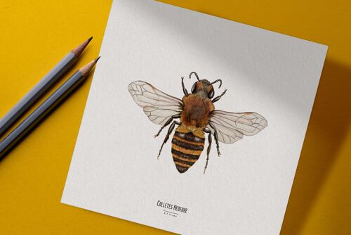Illustration - Carte carrée insecte - Abeille - Affiche entomologique - Cabinet de curiosité - Décoration murale - Tirage d'art