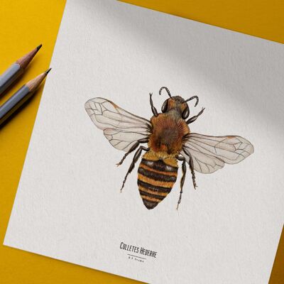 Illustration - Carte carrée insecte - Abeille - Affiche entomologique - Cabinet de curiosité - Décoration murale - Tirage d'art