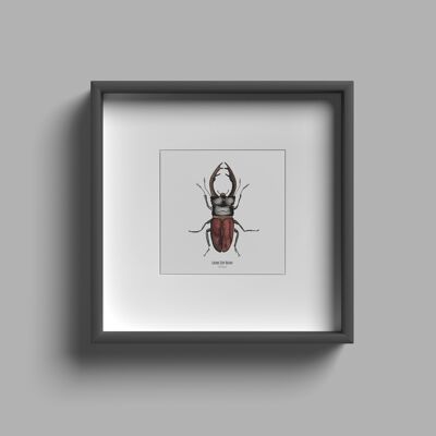 Foto de archivo - Tarjeta cuadrada Insecto - Escarabajo - Cartel entomológico - Gabinete de curiosidades - Decoración de pared - Lámina