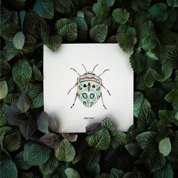 Illustration - Carte carrée insecte - Punaise - Affiche entomologique - Cabinet de curiosité - Décoration murale - Tirage d'art 2