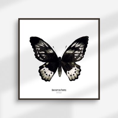 Standard-Bild - Insektenquadratkarte - Schmetterling - Entomologisches Poster - Kuriositätenkabinett - Wanddekoration - Kunstdruck