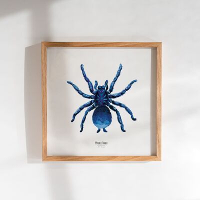 Illustration - Carte carrée insecte - Araignée - Affiche entomologique - Cabinet de curiosité - Décoration murale - Tirage d'art