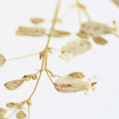 Herbario Silenus (flor) • formato A4 • para enmarcar