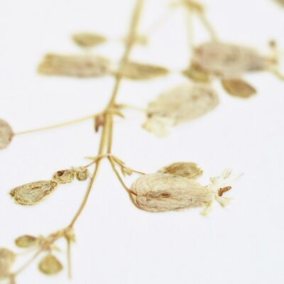 Silenus-Herbarium (Blume) • A4-Format • zum Einrahmen
