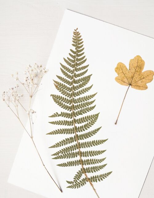 Herbier Bouquet forestier (plantes variées) • format A4 • à encadrer