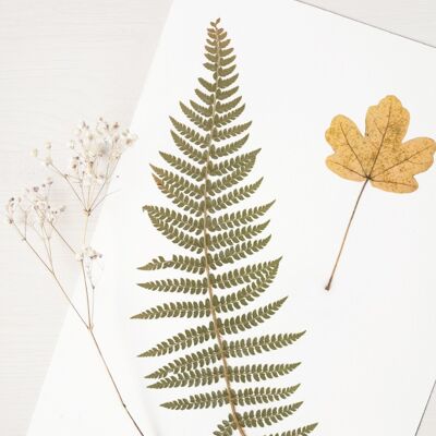 Waldstrauß-Herbarium (verschiedene Pflanzen) • A4-Format • zum Einrahmen