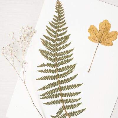 Waldstrauß-Herbarium (verschiedene Pflanzen) • A4-Format • zum Einrahmen