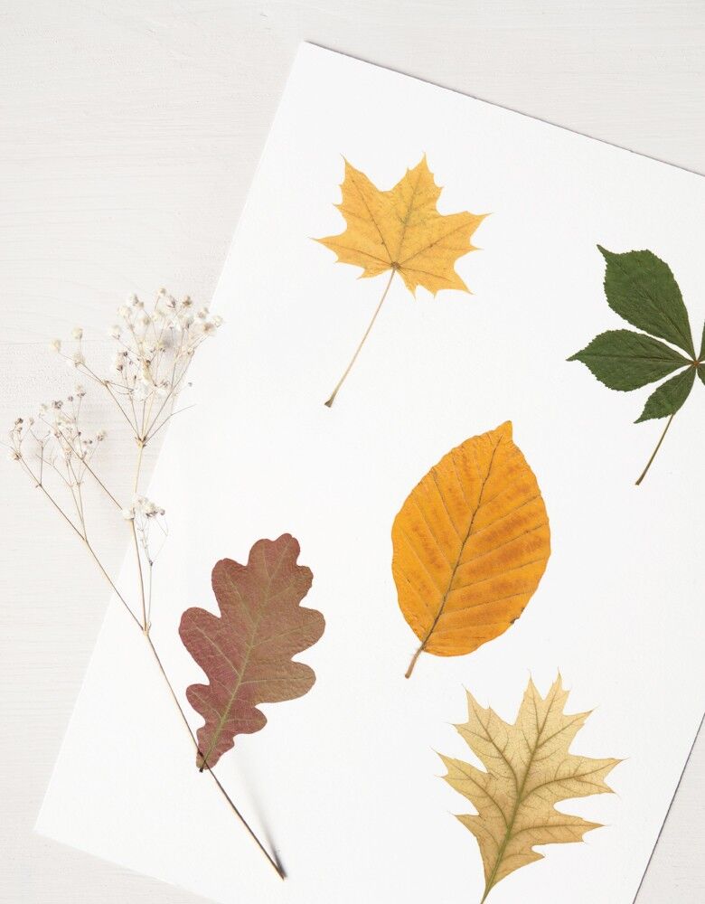 Herbarium-Strauß Blattwerk (verschiedene Pflanzen) • A4-Format • zum Einrahmen